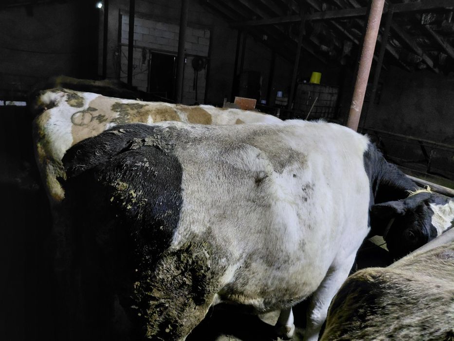 Семіз сиырлар сатылады