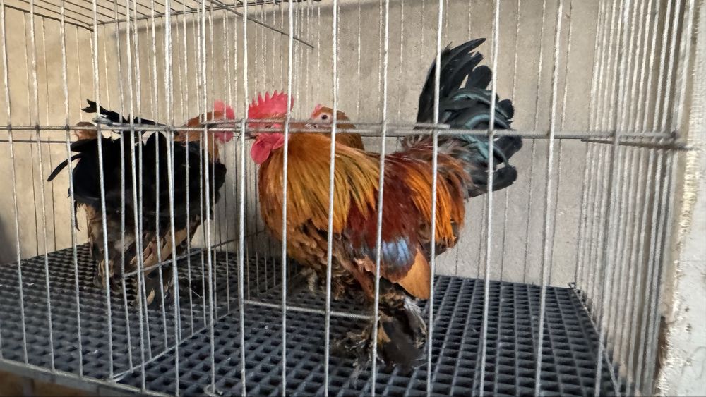 Pasari rasa pitica mii de flori