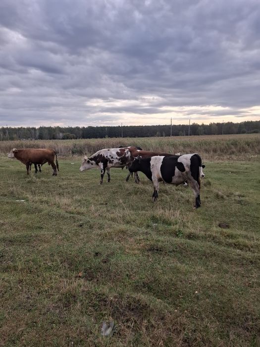 Продам бычков на доращивание