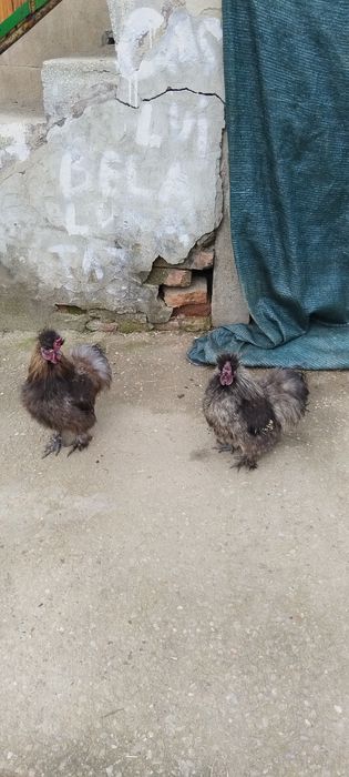 Cocoși mătase japoneză