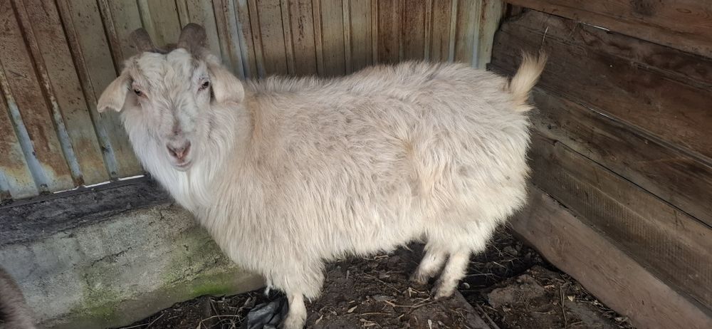 Ешкі сатылады  50 000теңге бағасын келісеміз