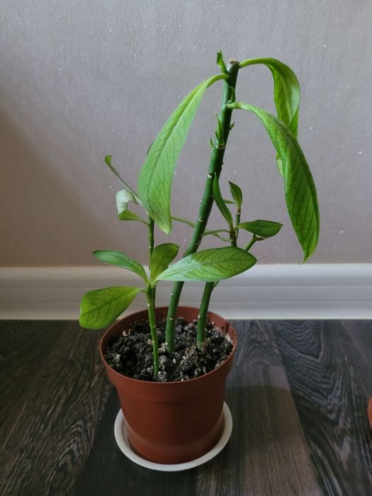 Фикус бенджамин цены разные