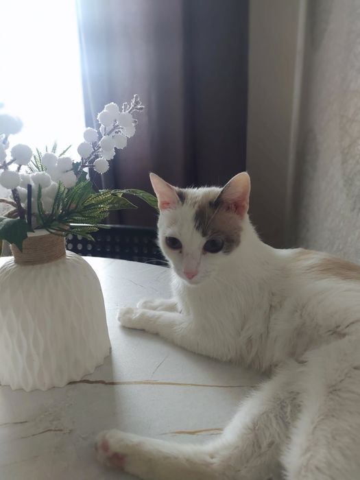 В добрые руки отдам кошечку