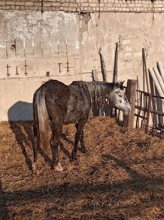 Обменяю кобылу на бычков