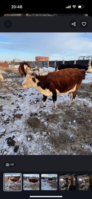 Продам коров стельных