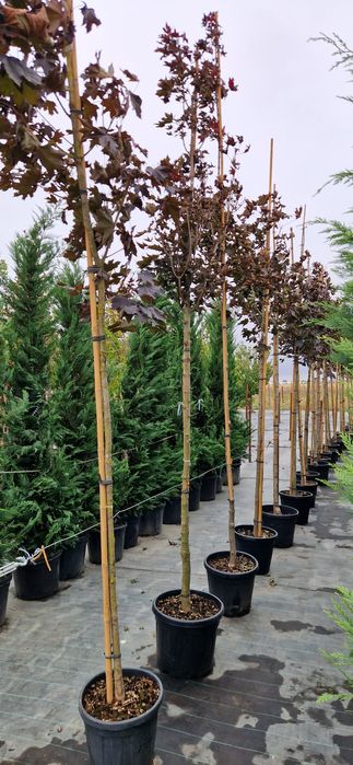 Prunus pisardi- Tei de floare- Arțar crimson King