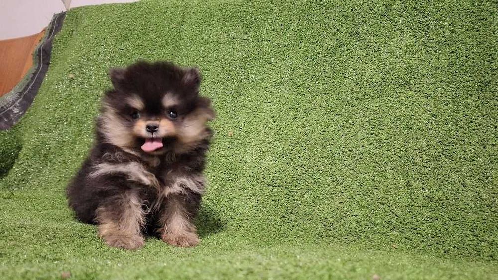 Померани пухови сладури