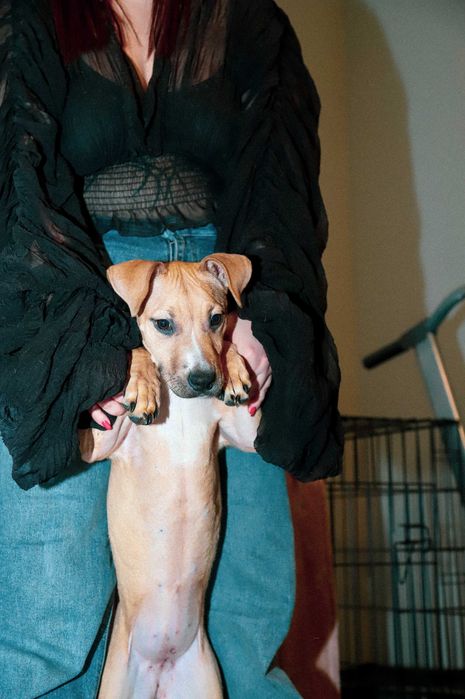 Щенок Американского Питбуля