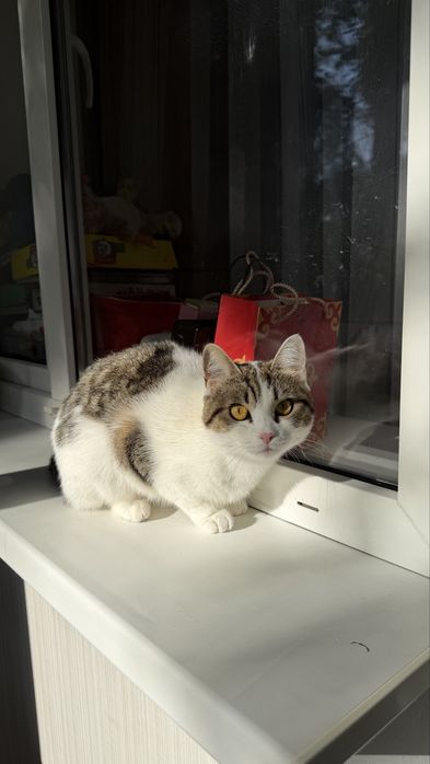 Кошка в хорошие руки