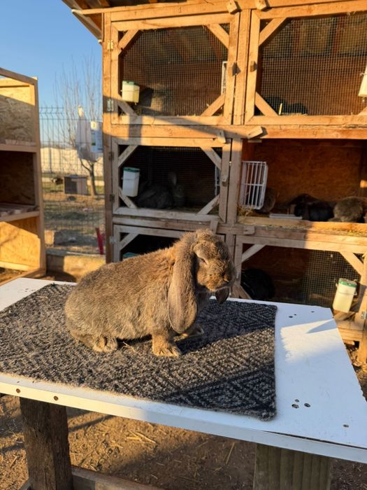 Iepuri Berbec German