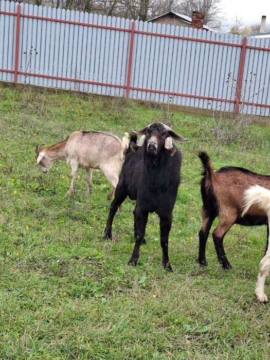 Tap anglonubian  tanar