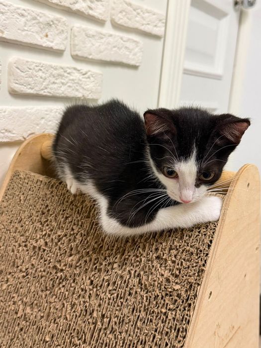 Котёнок девочка Варя красавчик!2 месяца!