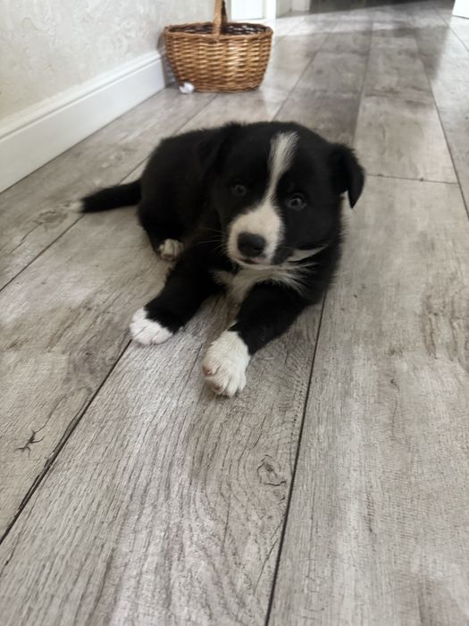 Милые щеночки в дом