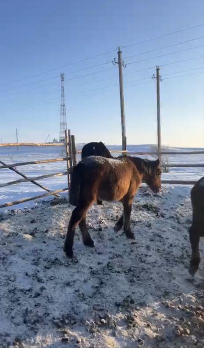 Продам жабагы еркек !