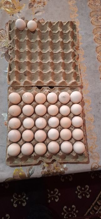 Adler zotli tovuq tuxumlariga zakaz olamiz.