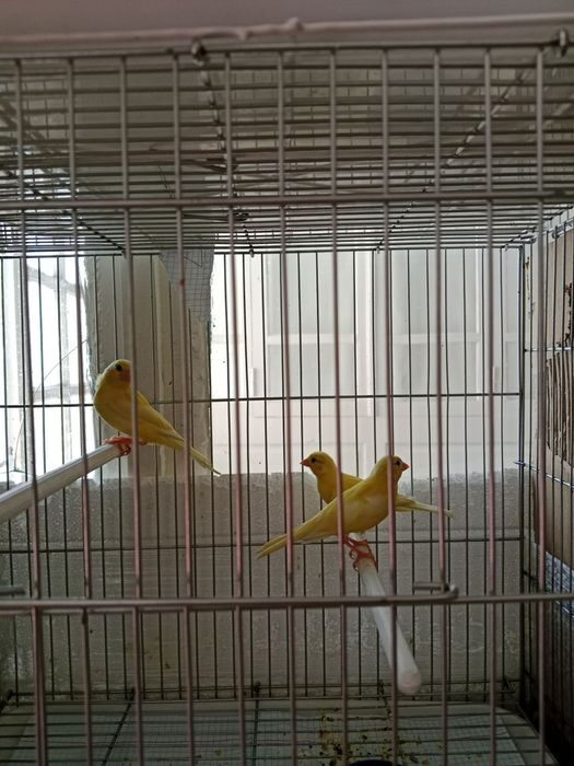 Канарейка сотилади