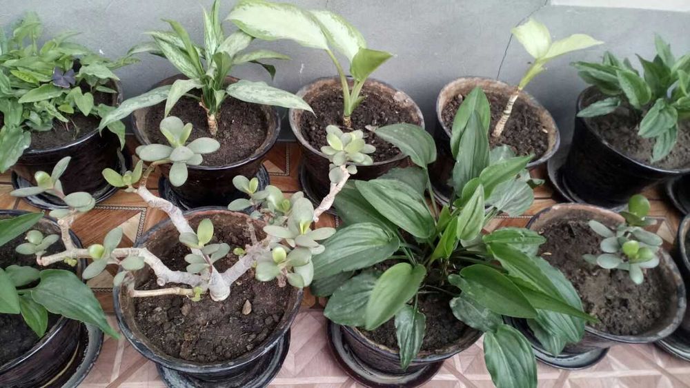 Жаңа анальный порно