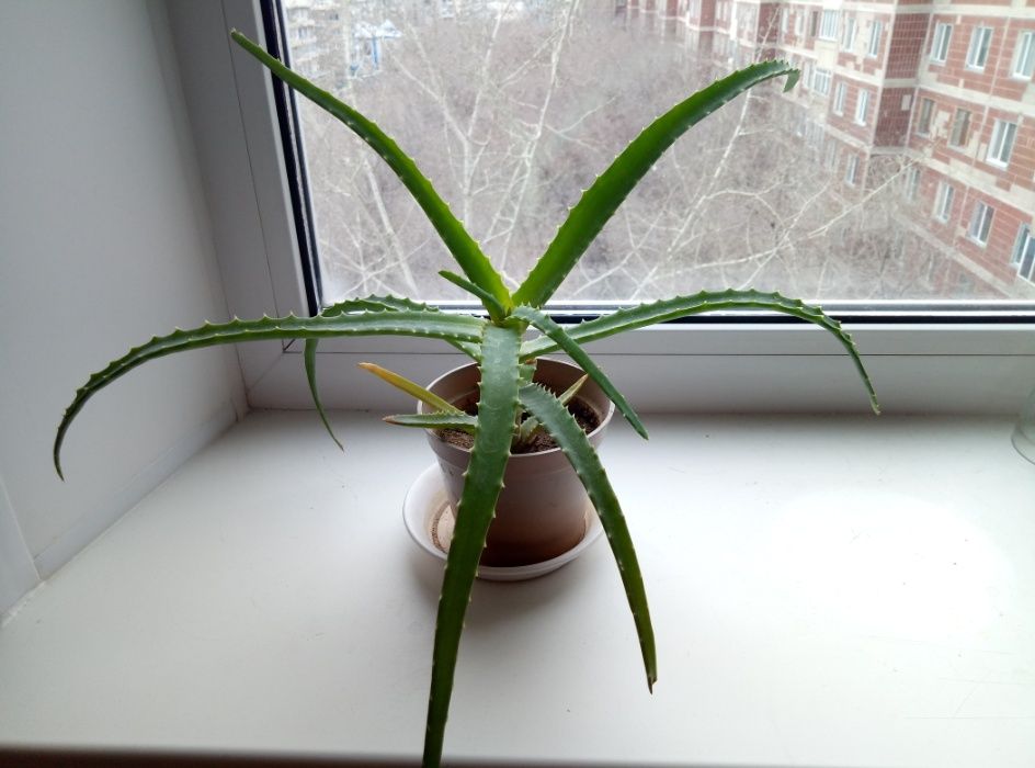 Комнатные растения, цветы