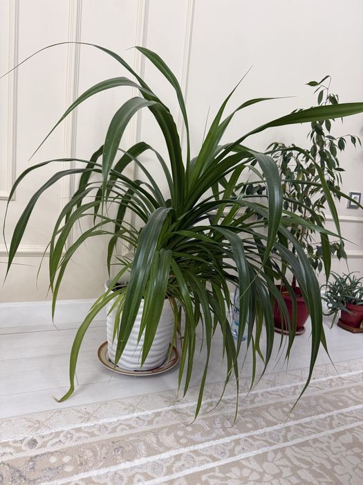 Комнатные растения