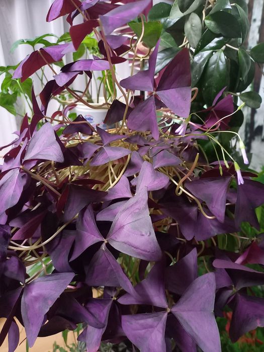 Продам комнатные  цветы