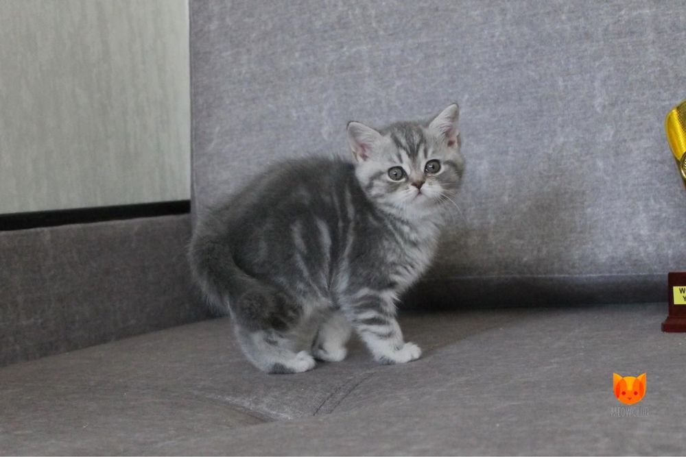 Шотландские котята