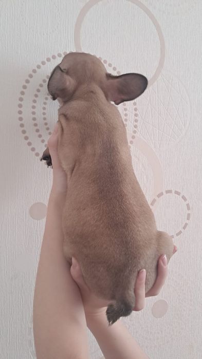 Французский бульдог щенки