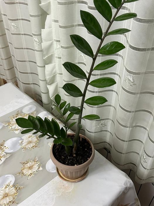 Продам зомиакулькас долларовый цветок