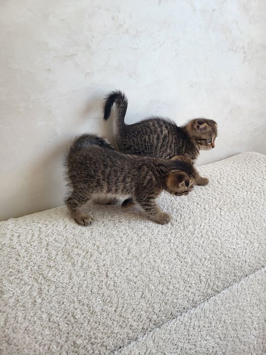 Продам породистых котят