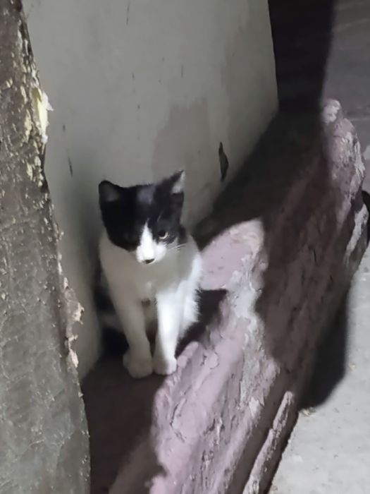 Отдам котят бесплатно
