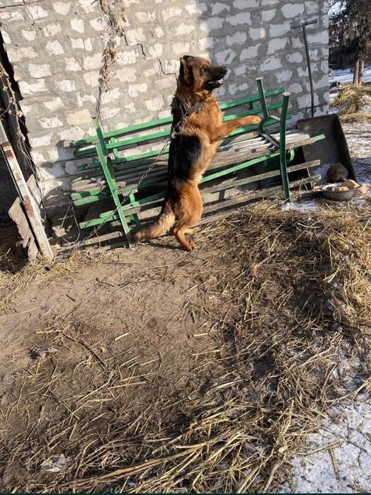 Продам немецкую овчарка