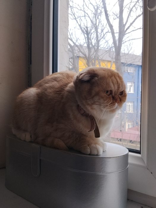 Американская вислаухоя