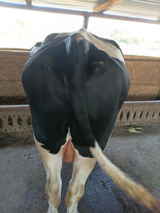 Taur mare de 650 750kg