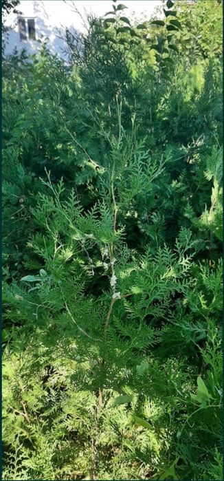 Саженцы туи местные