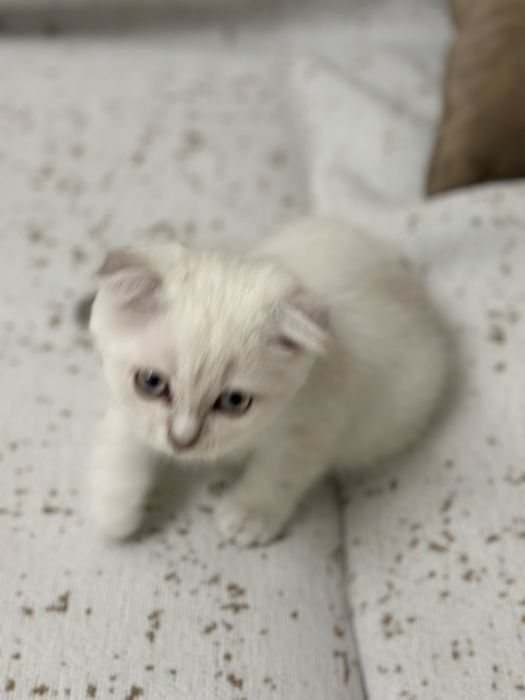 Вислоухий шотланский мальчик