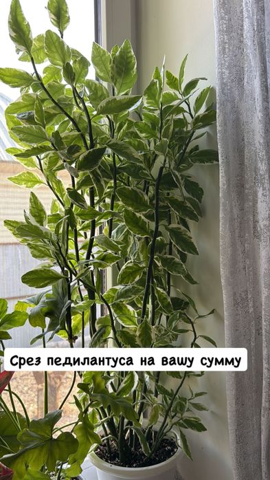 Срез педилантуса