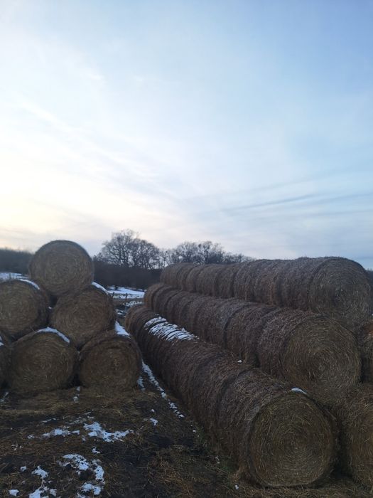 Vand porumb/baloti paie 2025 - 200 tone stoc umiditate 16.2-16.5