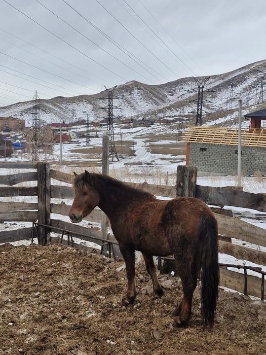 Бие (кобыла) 4жасар(года)