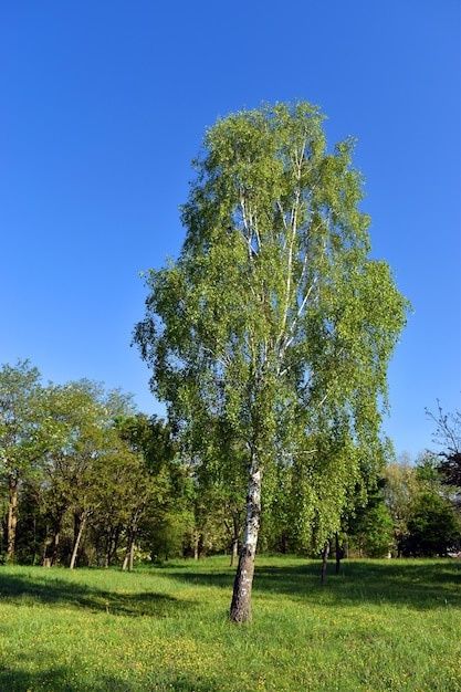 Бяла бреза (Betula pendula)