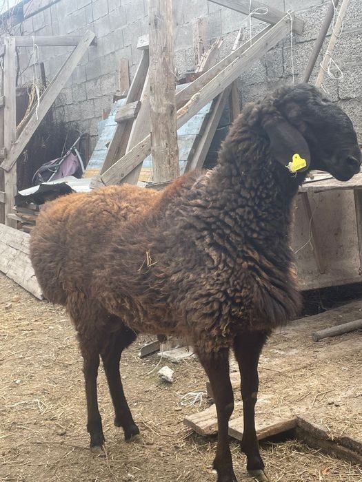 Семиз Кошкар сатылады