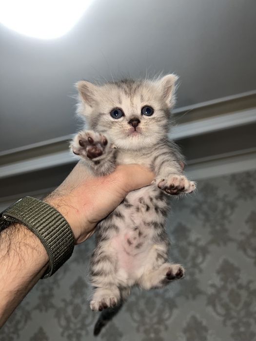 Shotlaniskiy mushugimiza sotiladi toza qon!!!