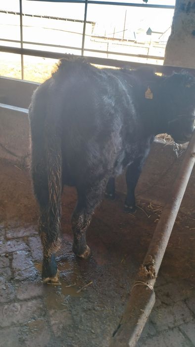 Продам породистых бычков