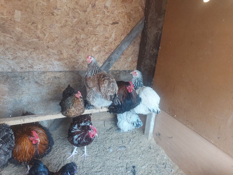 Продается куры и петухи