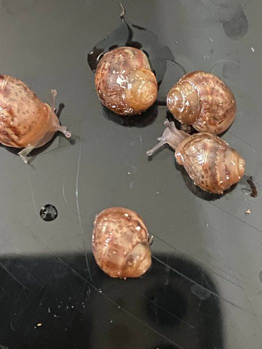 Продам улиток Ахатины