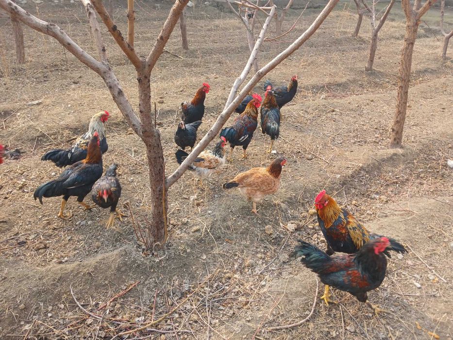 Yangi tuxumlar sotilladi