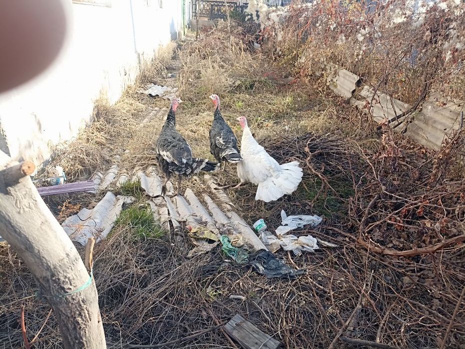 3та эркак курка сотилади бахорги