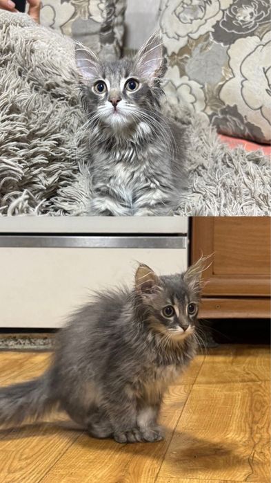 Отдам котенка в хорошие руки!
