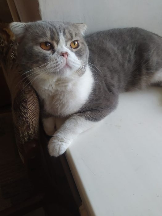 Котята шотландцы