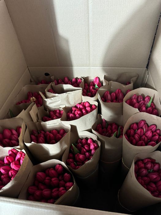 Тюльпаны в розницу 150 тг