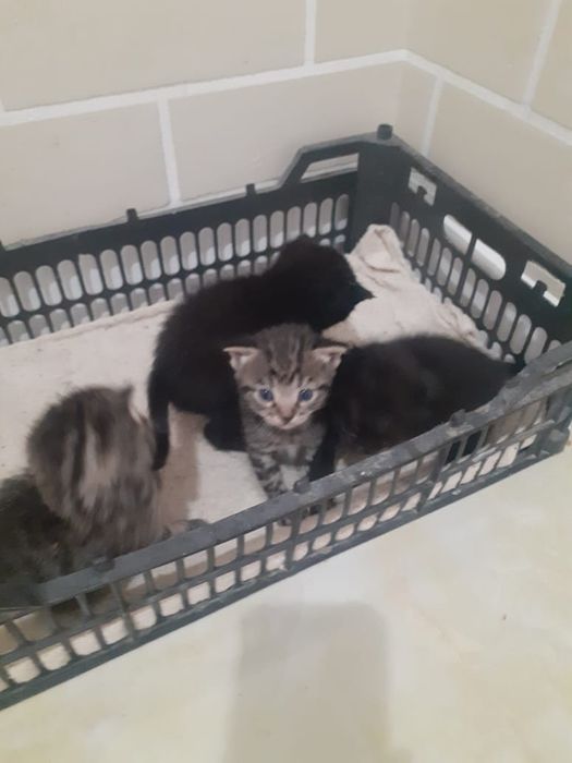 Отдам котят в добрые руки