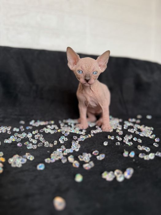Sphynx cu pedigree si teste